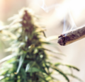 Marijuana smoking with a marijuana plant in the background