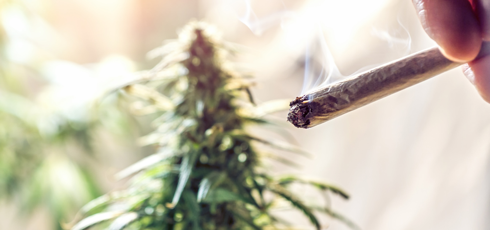 Marijuana smoking with a marijuana plant in the background