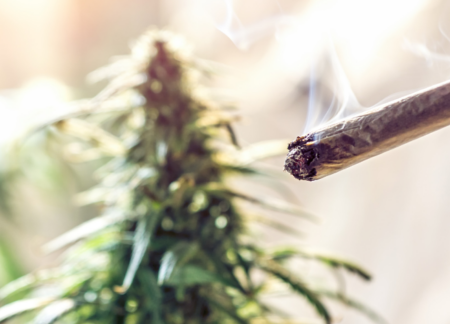 Marijuana smoking with a marijuana plant in the background